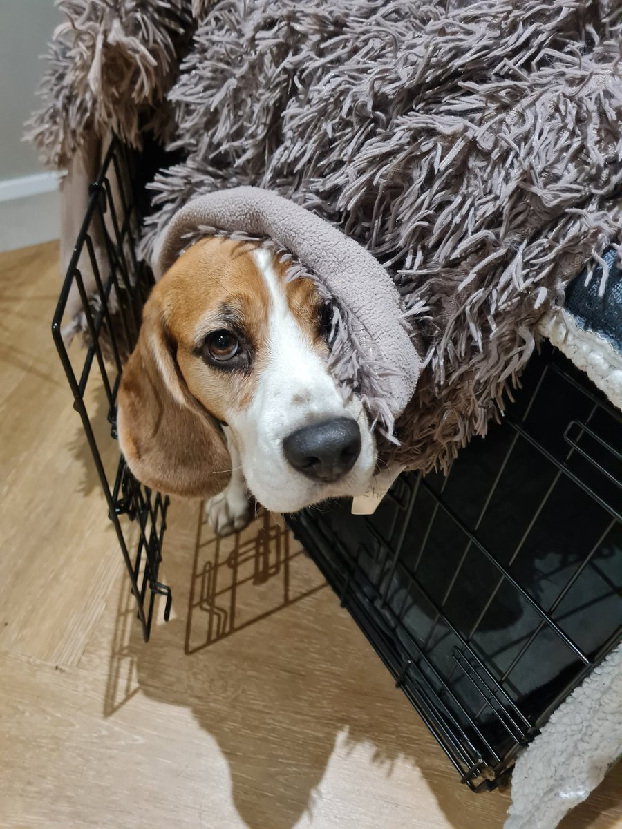 Nessa the Beagle tweet media
