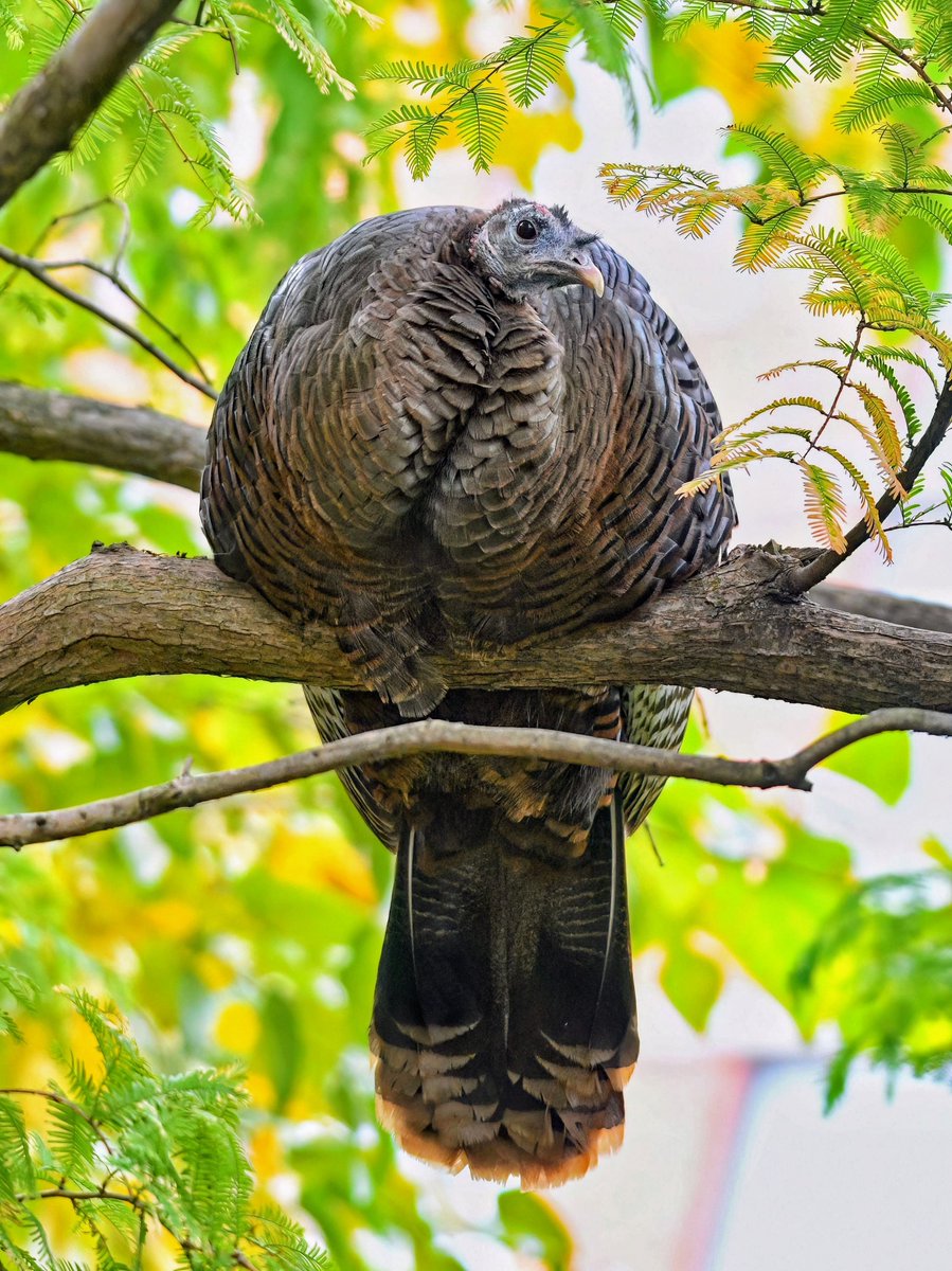 Astoria the Wild Turkey relaxes in a tree on a warm autumn day on Roosevelt Island. 🦃 ❤️ #birdcpp