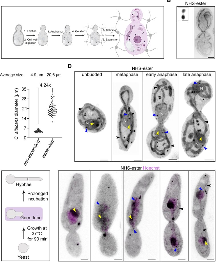 J Cell Science (@j_cell_sci) on Twitter photo Md Hashim Reza <a href="/Reza_Hashim21/">HashimReza</a>, <a href="/Dey_Gautam/">Gautam Dey</a> <a href="/EMBLHeidelberg/">EMBL Heidelberg</a>, <a href="/KaustuvSanyal/">Kaustuv Sanyal</a> @JNCASR and colleagues use U-ExM to dissect the subcellular organisation of pathogenic budding yeast species.
journals.biologists.com/jcs/article/13… Md Hashim Reza <a href="/Reza_Hashim21/">HashimReza</a>, <a href="/Dey_Gautam/">Gautam Dey</a> <a href="/EMBLHeidelberg/">EMBL Heidelberg</a>, <a href="/KaustuvSanyal/">Kaustuv Sanyal</a> @JNCASR and colleagues use U-ExM to dissect the subcellular organisation of pathogenic budding yeast species.
journals.biologists.com/jcs/article/13…