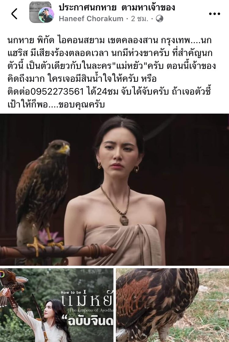 ช่วยน้องเหยี่ยวแม่จินดาหน่อยตัวเดียวกับในหนัง  หายของจริงทีนี้ #แม่หยัวep5