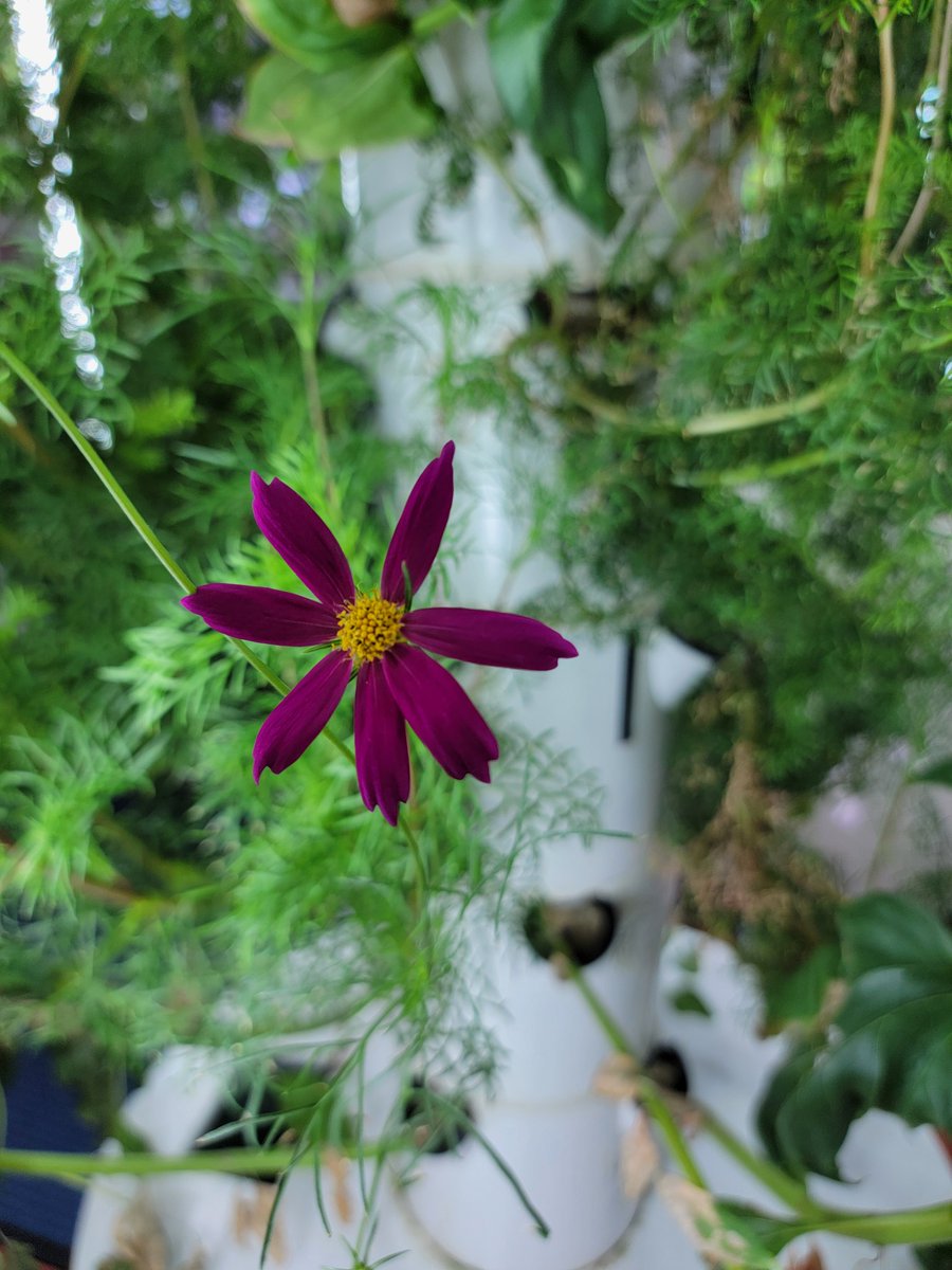 Quynh Tran (@tranq084) on Twitter photo Our hydroponic garden <a href="/CFBISD/">Carrollton-Farmers Branch ISD</a> <a href="/TowerGarden/">Tower Garden</a> is full of beautiful blooms, and the students are excited. They are ready to test their hand-pollinator designs <a href="/mcstrickes/">McLaughlin Strickland Elementary</a>. Itโs inspiring to see their curiosity blossom alongside the flowers #CFBSTEMProud <a href="/christy_clain/">Christy McClain</a> <a href="/chamberlinabe/">Beth Chamberlin</a> Our hydroponic garden <a href="/CFBISD/">Carrollton-Farmers Branch ISD</a> <a href="/TowerGarden/">Tower Garden</a> is full of beautiful blooms, and the students are excited. They are ready to test their hand-pollinator designs <a href="/mcstrickes/">McLaughlin Strickland Elementary</a>. Itโs inspiring to see their curiosity blossom alongside the flowers #CFBSTEMProud <a href="/christy_clain/">Christy McClain</a> <a href="/chamberlinabe/">Beth Chamberlin</a>