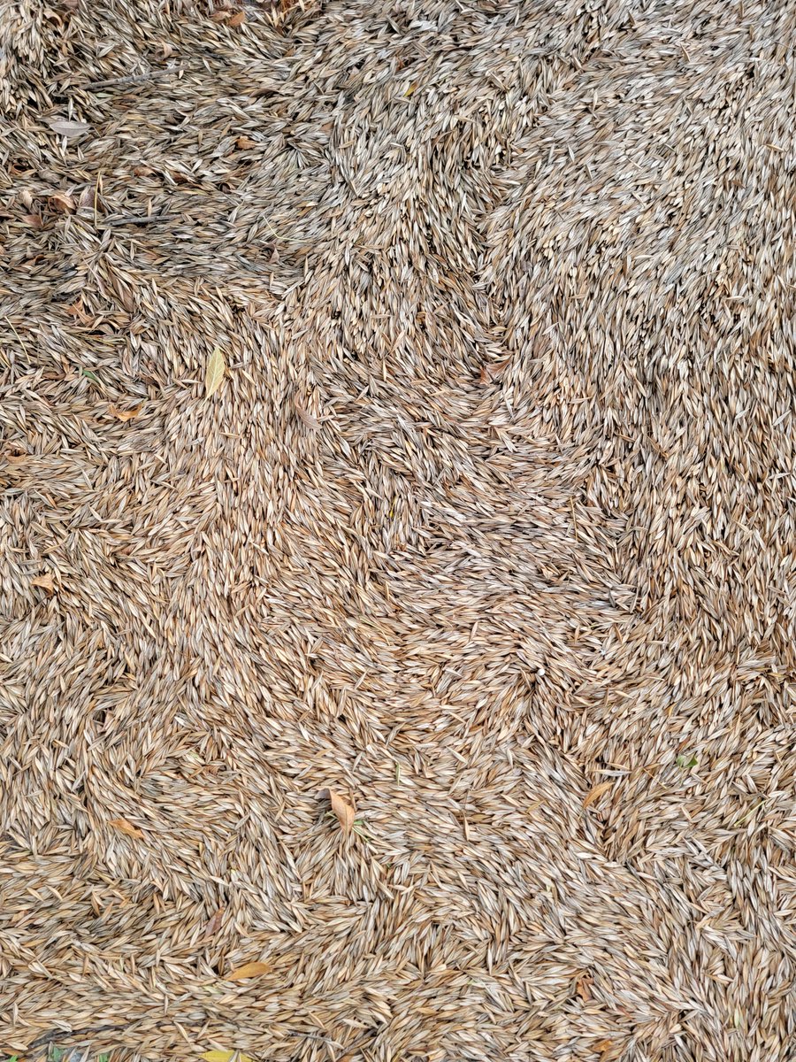 divergentrealit's tweet photo. Seeds from our neighbor's tree built up on the sidewalk during a recent rain. https://t.co/ITCXJ4Hlxo