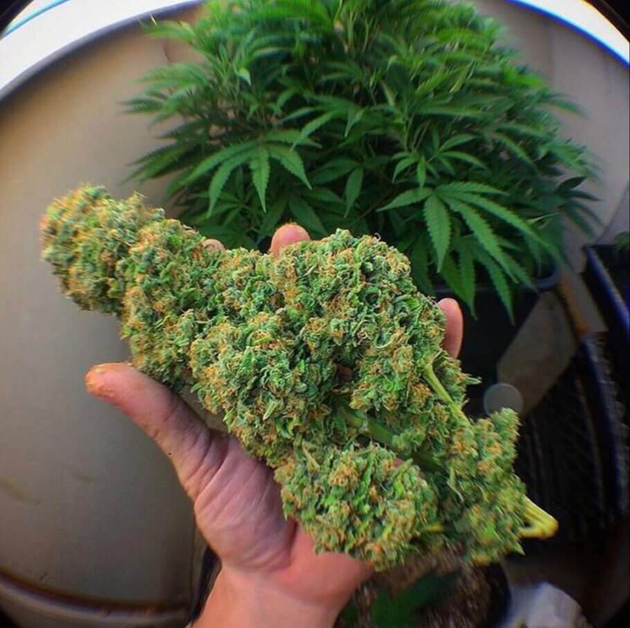 StoniesSmoke's tweet photo. I like big buds and I cannot lie https://t.co/EBSJR3fUuB