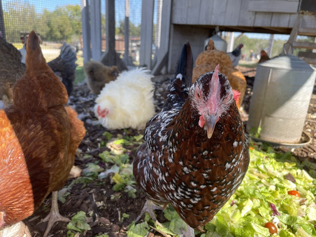 garden_hen's tweet photo. Good Morning ☀️ #chickens #chickensofinstagram #chickencoop #coopsofinstagram #coops #eggs https://t.co/YuAaCo5oEH