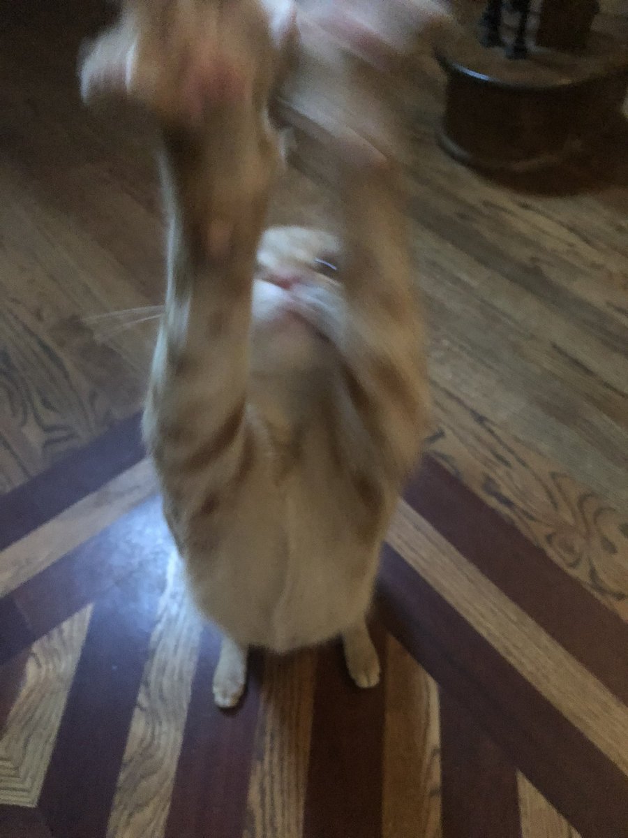 stellacforeman's tweet photo. look at this series of photos of my cat . https://t.co/2LTdDxXidV