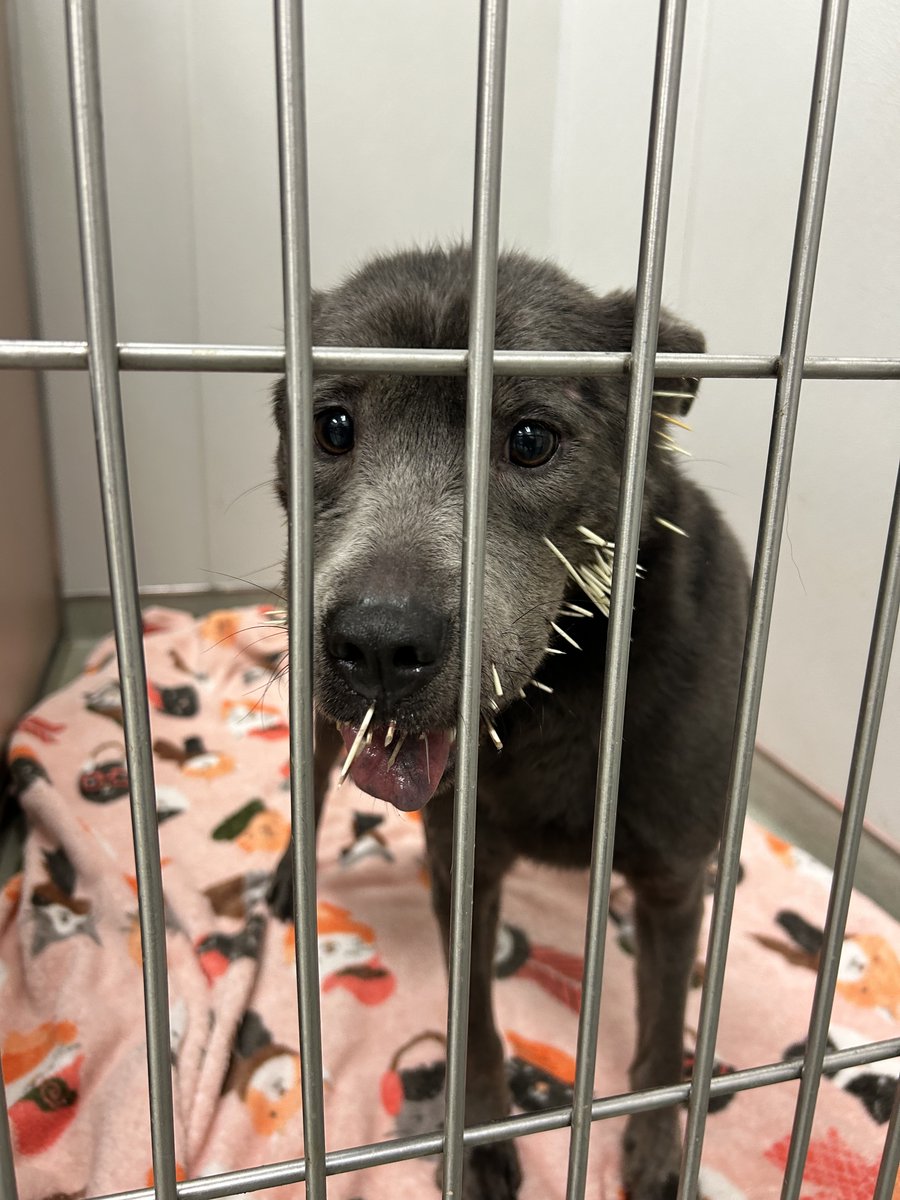 YourSPCA's tweet photo. A good Samaritan found this pup in distress yesterday, covered in porcupine quills. Our amazing team, led by Dr. Kean, removed 50+ quills and provided care. Thanks to your support, she's on the mend! If you'd like to help, donate at https://t.co/tlJSsnKTLj. https://t.co/oHm7pg5ysT