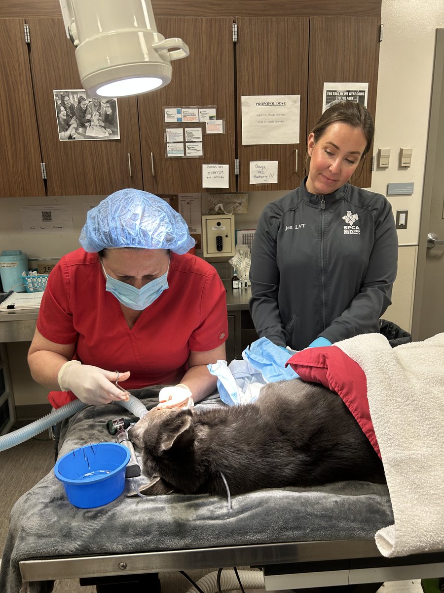 YourSPCA's tweet photo. A good Samaritan found this pup in distress yesterday, covered in porcupine quills. Our amazing team, led by Dr. Kean, removed 50+ quills and provided care. Thanks to your support, she's on the mend! If you'd like to help, donate at https://t.co/tlJSsnKTLj. https://t.co/oHm7pg5ysT