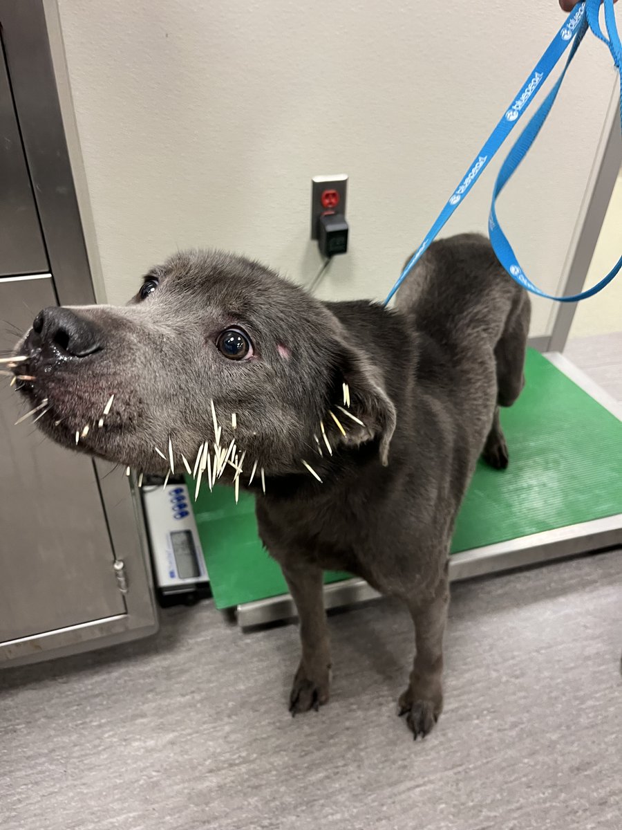 YourSPCA's tweet photo. A good Samaritan found this pup in distress yesterday, covered in porcupine quills. Our amazing team, led by Dr. Kean, removed 50+ quills and provided care. Thanks to your support, she's on the mend! If you'd like to help, donate at https://t.co/tlJSsnKTLj. https://t.co/oHm7pg5ysT