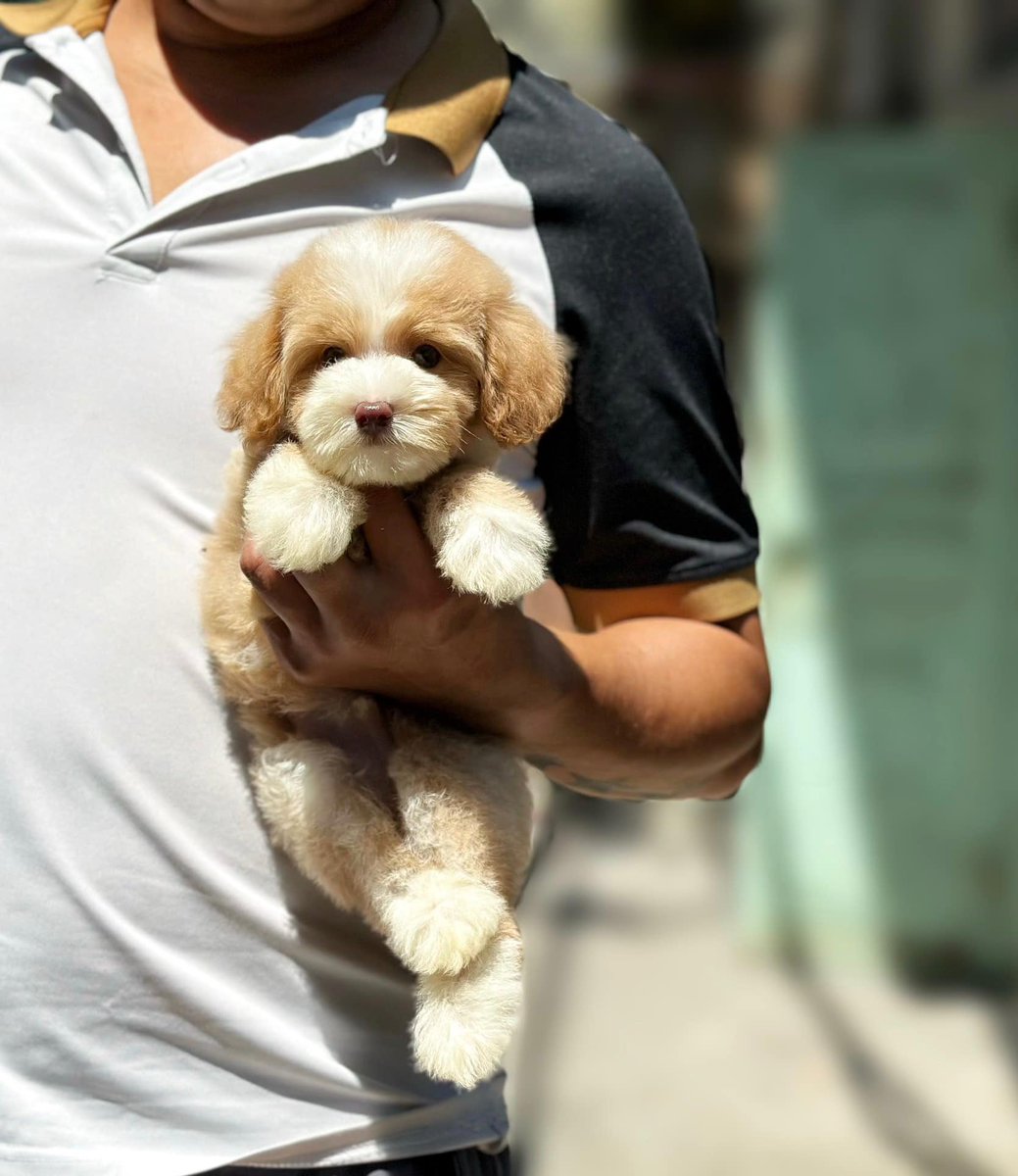 Andre Denmon tweet media