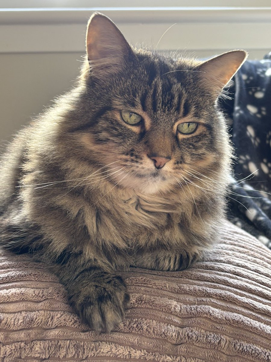 WendyBald's tweet photo. Happy 14th Birthday to my boy Flash…..You’re my wee shadow and also my rock just now……Love you to the moon and back xx❤️🎈 https://t.co/dmOM7A8J7f