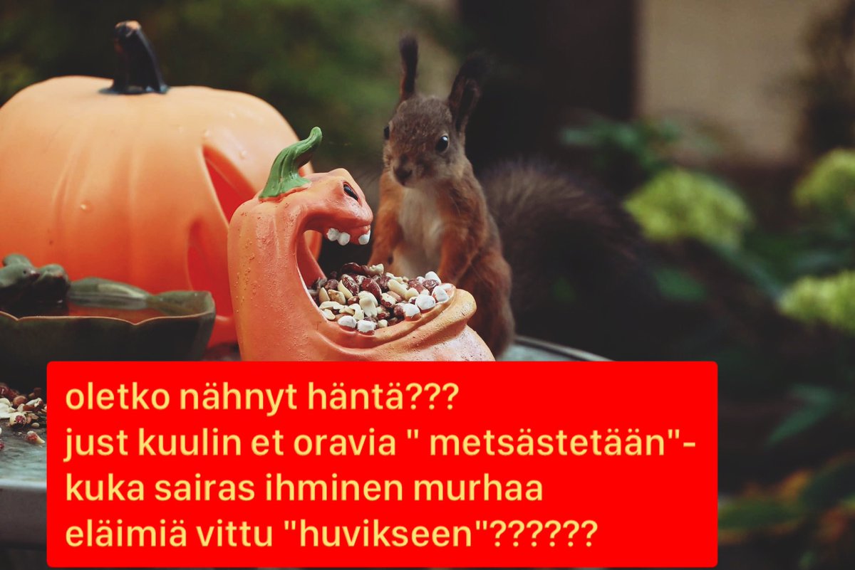 catsykat's tweet photo. who is murdering squirels????? 🤬🤬🤬🤬🤬🤬🤬🤬🤬🤬🤬🤬🤬🤬 https://t.co/FR9VT4ZvVW