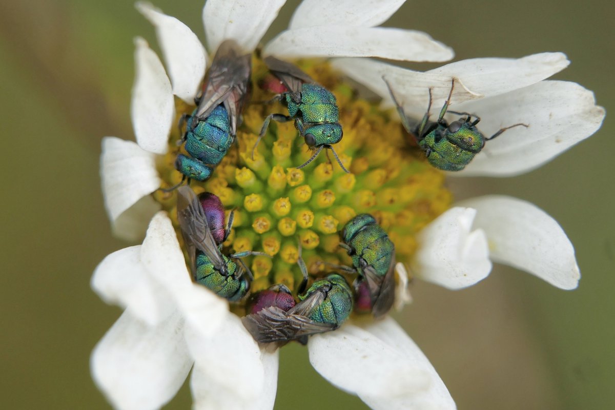 inaturalist's tweet image. In #Germany, iNat user cristina_krippahl saw this group of sleepy cuckoo #wasps (potentially in the genus Hedychrum) and it&apos;s our Observation of the Day!

More details at: inaturalist.org/observations/2… #nature #biodiversity #entomology