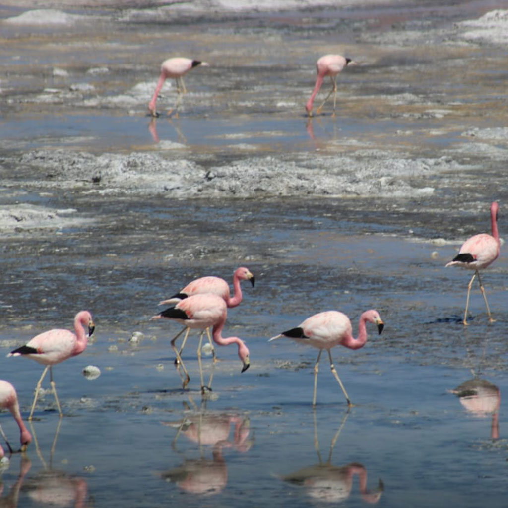 Observatorio de Ciudades UC tweet media