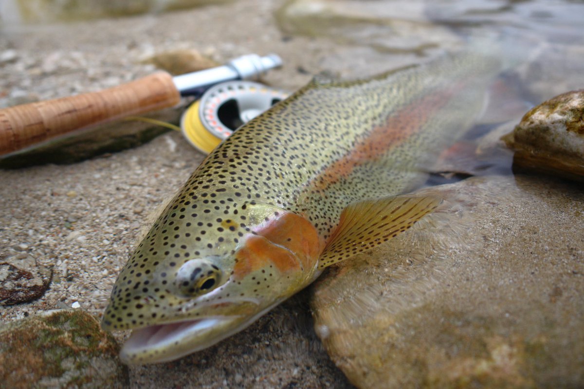 aosfishing's tweet image. Fall fishing is the stuff that dreams are made of .... 🐟🍂 aos.cc

#flyfishing #autumntroutfishing #rainbowtroutfishing #rainbowtrout

@simmsfishing @VisionFlyFish @aosfishing @lamsonflyfish