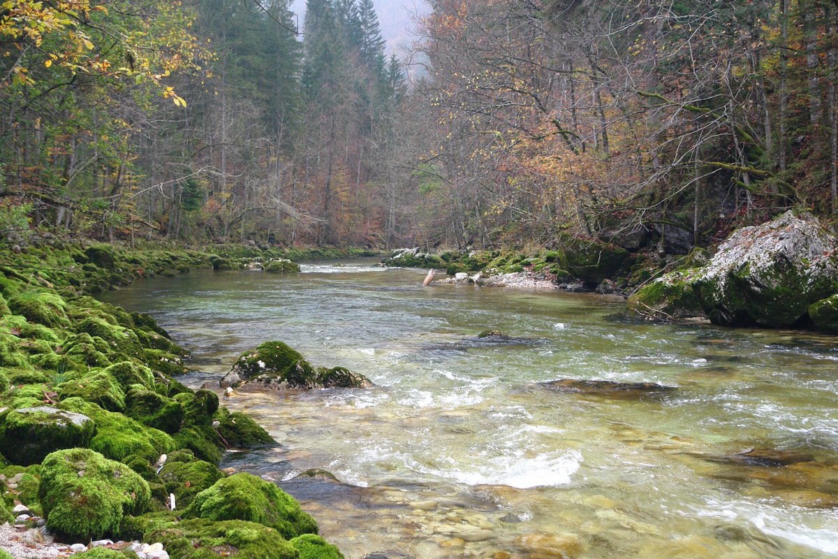 aosfishing's tweet image. Fall fishing is the stuff that dreams are made of .... 🐟🍂 aos.cc

#flyfishing #autumntroutfishing #rainbowtroutfishing #rainbowtrout

@simmsfishing @VisionFlyFish @aosfishing @lamsonflyfish