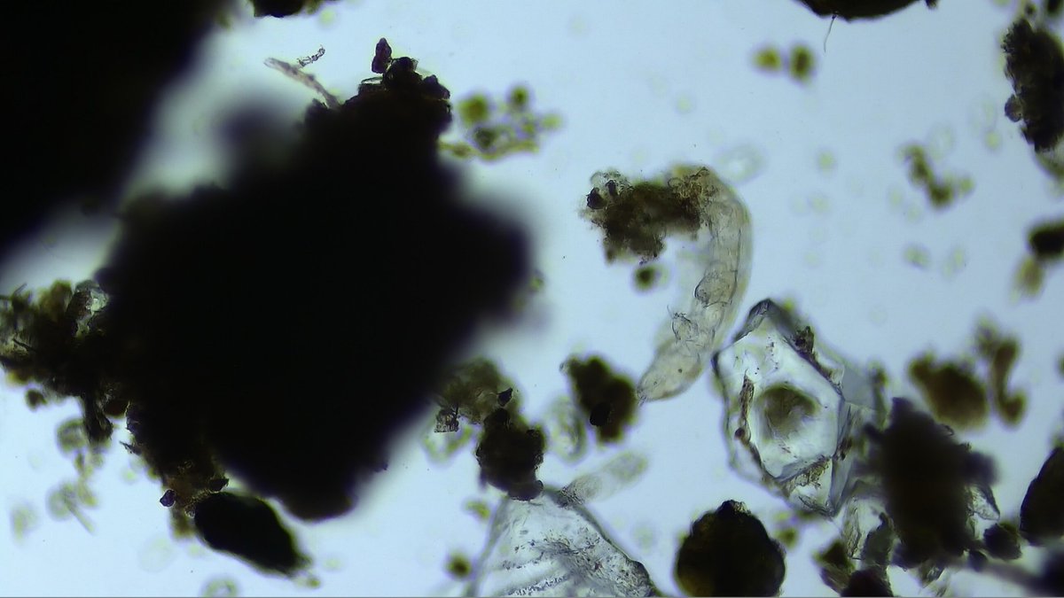 RFH_STEM's tweet image. Tardigrades aka Water Bears! Students in Mrs. Kilar's classes identify the ridiculously resilient animals (even surviving exposure to outer space, though these only made it as far as some trees in Rumson) @RFH_Regional