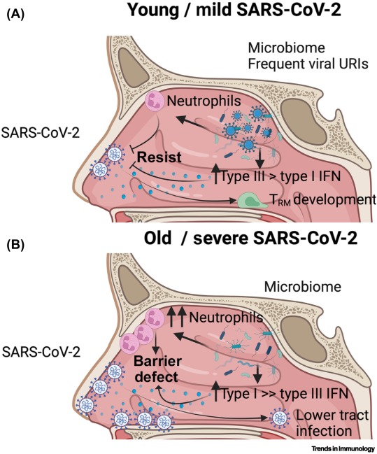Regional specialization within the mammalian respiratory immune system dlvr.it/TG3Qzc