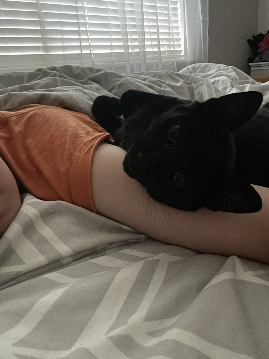 ✨•Majo•✨ tweet media