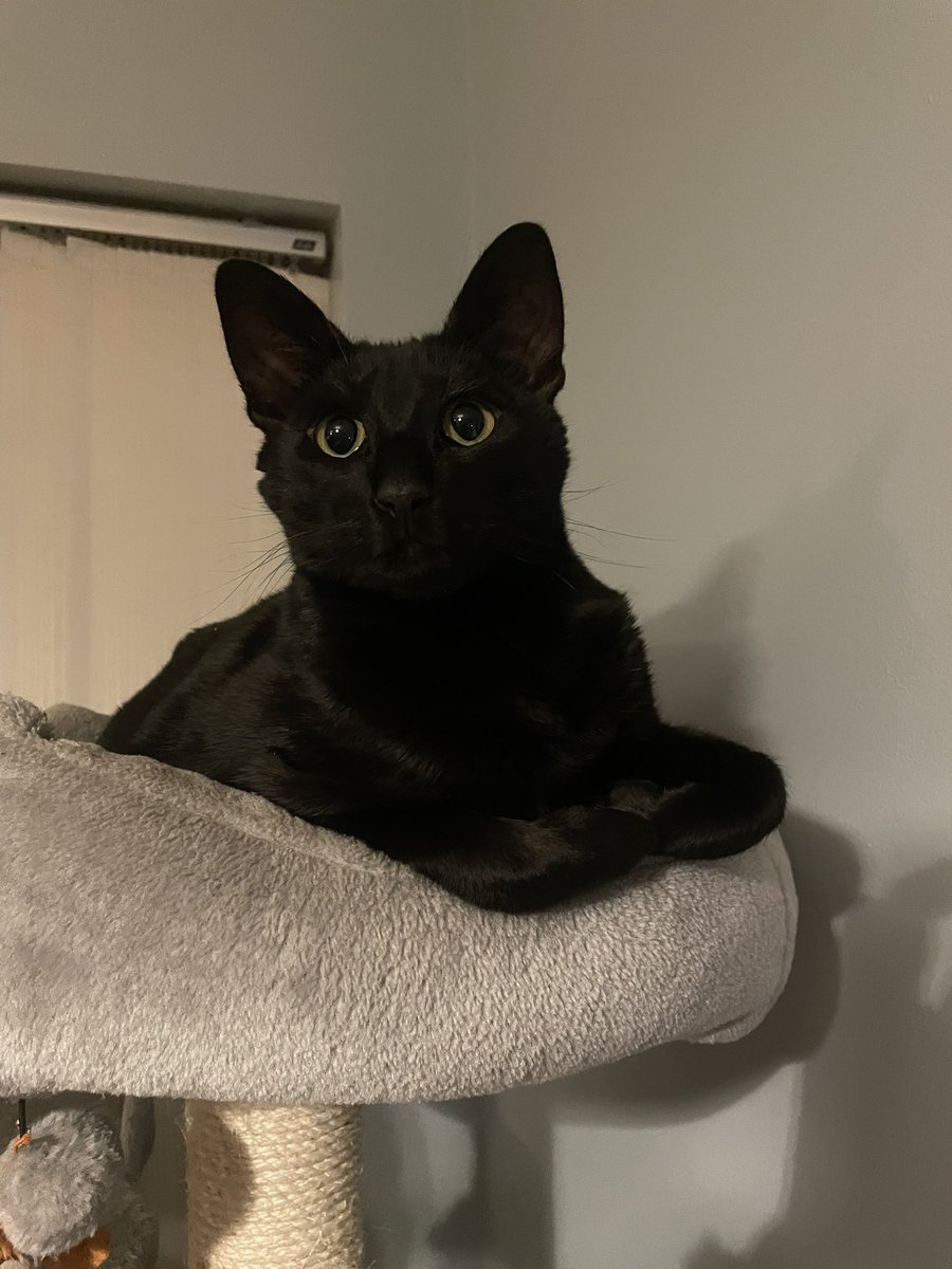 ✨•Majo•✨ tweet media