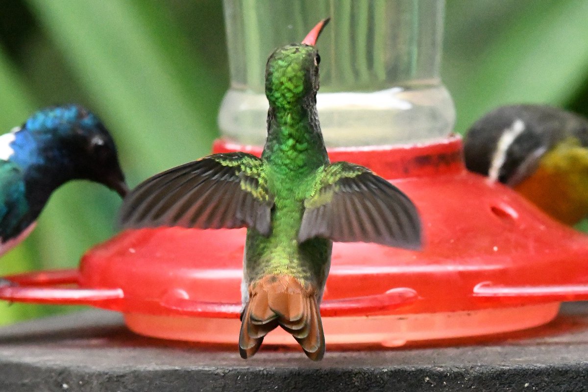 marcmcflurry's tweet photo. White-necked Jacobin, Rufous-tailed Hummingbird, Andean Emerald (f) and Purple-throated Woodstar #hummingbirds #ecuador #BirdsSeenIn2024 https://t.co/cVk8SMHzeT