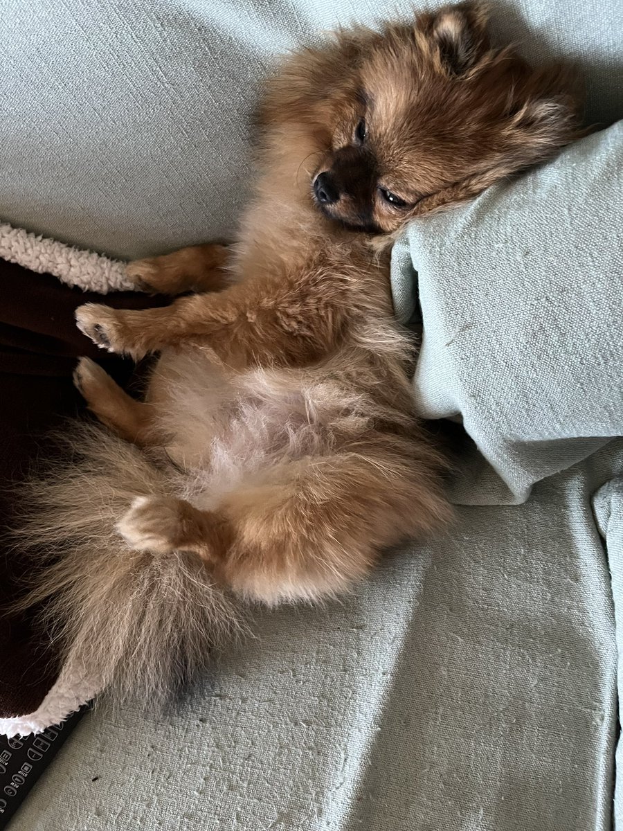 eksheltone's tweet photo. Morning Puppy for healing vibes… https://t.co/e8Kuvi57vq