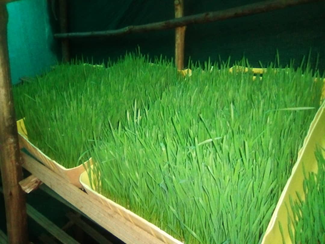 LeandreBaka2's tweet photo. AgriHopper, from rabbit farming to food security! By raising sustainable protein sources, we’re reducing hunger and empowering communities. Let’s build Rwanda’s future through innovative agriculture. 🇷🇼🍃 #FoodSecurity #RabbitFarmingImpact #AgriHopperCommunity https://t.co/UZRqHWLcjK