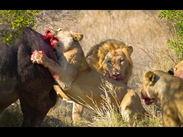 DPGAMERS9's tweet photo. #SSMB29 leaked intro scene... 
Maheshbabu chasing Buffalo.... 
Theatre lo e scene untadi ra chari... 😁🤣😂 https://t.co/nqLVeCbp3W