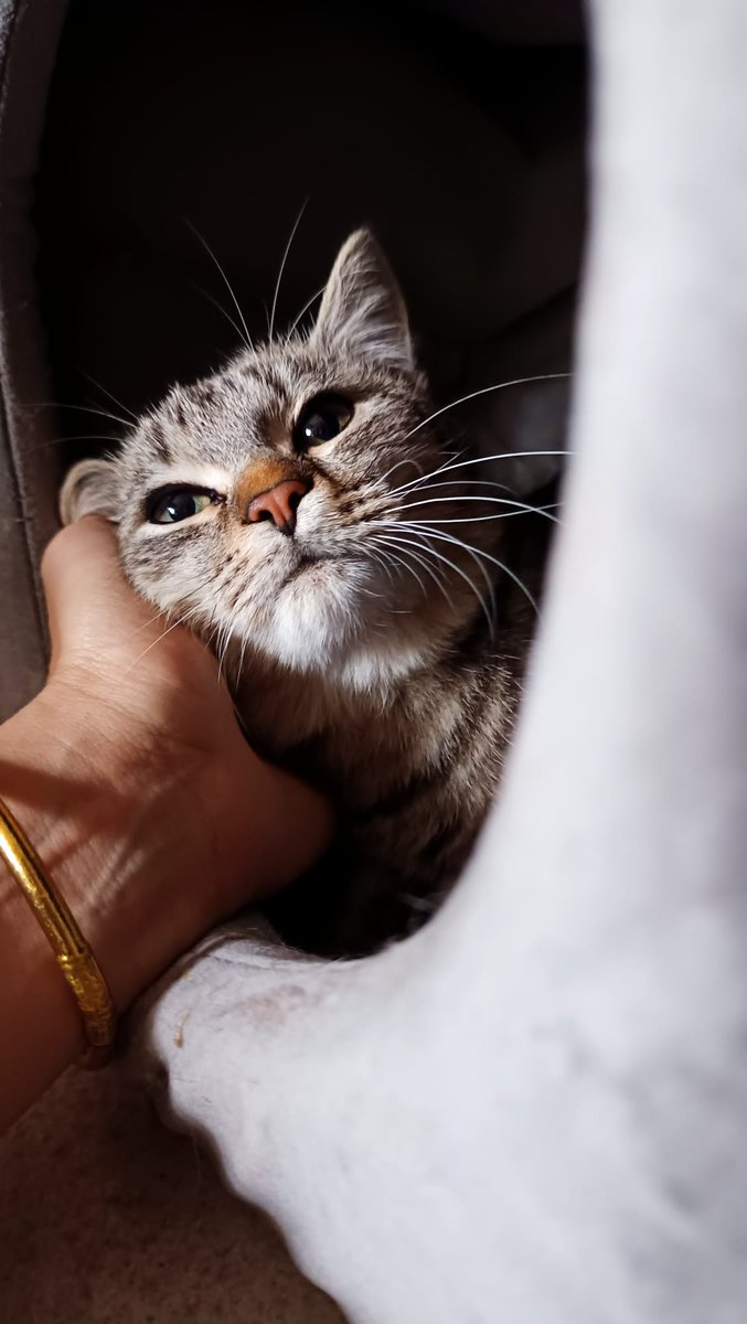 rumba_magica's tweet photo. Ma ora parliamo di #Tilda! Magnifica cucciola di 6 mesi già sterilizzata, fiv/felv negativa e vaccinata. È ancora un po' timida, ma la ragazza che l'ha salvata sta facendo un gran lavoro. È una gattina che ama le coccole.
Cerchiamo adozione per lei. Potete contattare me in dm https://t.co/bSzR2zSfoa