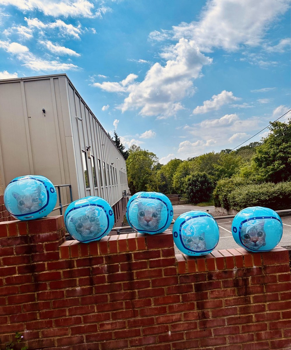 Don’t miss Cats and Cats and Cats at <a href="/DustVenue/">Dust Venue</a> Brighton next year. Tickets on sale now: gigantic.com/cats-and-cats-…