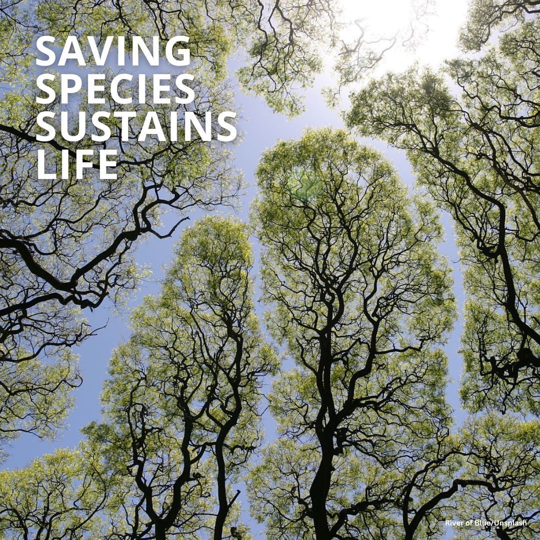 GlobalTreeAssessment tweet media