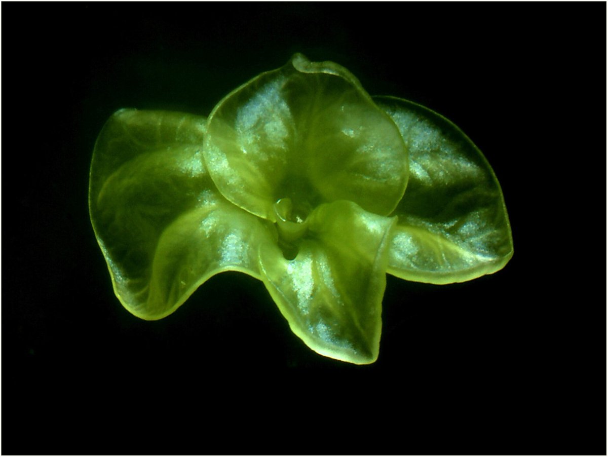 New Phytologist (@newphyt) on Twitter photo "...here I present to you a germinated #cassava embryo that just 11 weeks earlier was a single cell in in vitro culture!"
In #Profile: @Bas_Bargmann 👇
📖 nph.onlinelibrary.wiley.com/doi/10.1111/np…
#LatestIssue <a href="/wileyplantsci/">Wiley Plant Science</a> "...here I present to you a germinated #cassava embryo that just 11 weeks earlier was a single cell in in vitro culture!"
In #Profile: @Bas_Bargmann 👇
📖 nph.onlinelibrary.wiley.com/doi/10.1111/np…
#LatestIssue <a href="/wileyplantsci/">Wiley Plant Science</a>