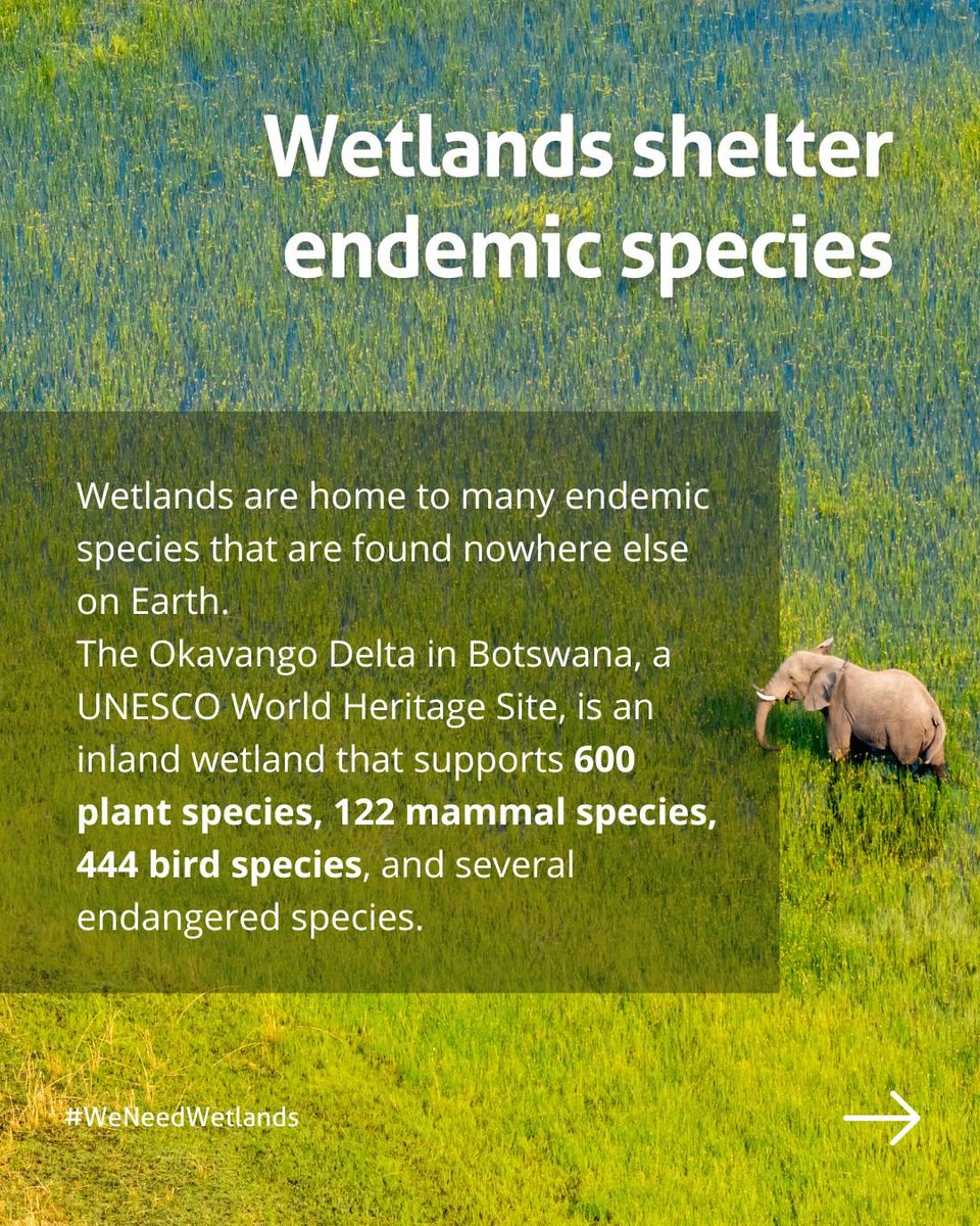 UN Biodiversity (@unbiodiversity) on Twitter photo Wetlands are disproportionately important for #biodiversity, supporting 40% of the world's flora and fauna while only covering 6% of the planet.
Wetlands are disappearing at a rate more than three times faster than forests, and faster than any other ecosystem.
via <a href="/WetlandsInt/">Wetlands International</a> Wetlands are disproportionately important for #biodiversity, supporting 40% of the world's flora and fauna while only covering 6% of the planet.
Wetlands are disappearing at a rate more than three times faster than forests, and faster than any other ecosystem.
via <a href="/WetlandsInt/">Wetlands International</a>