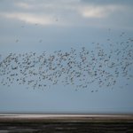 Photo by birder (@DavidBurt8)
