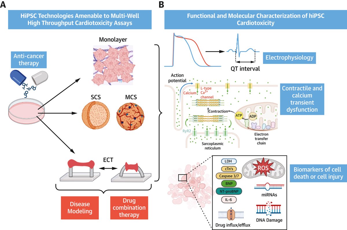 #JACCCardioOnc Primer: bit.ly/3BAwVXv

Focused summary on the "Use of hiPSC-Derived Cardiomyocytes for #Cardiotoxicity Screening":
1. #hiPSC-CM = great alternative to in vivo models for drug cardiotoxicity prediction
2. Monolayers = for pro-arrhythmic effects; inotropic
