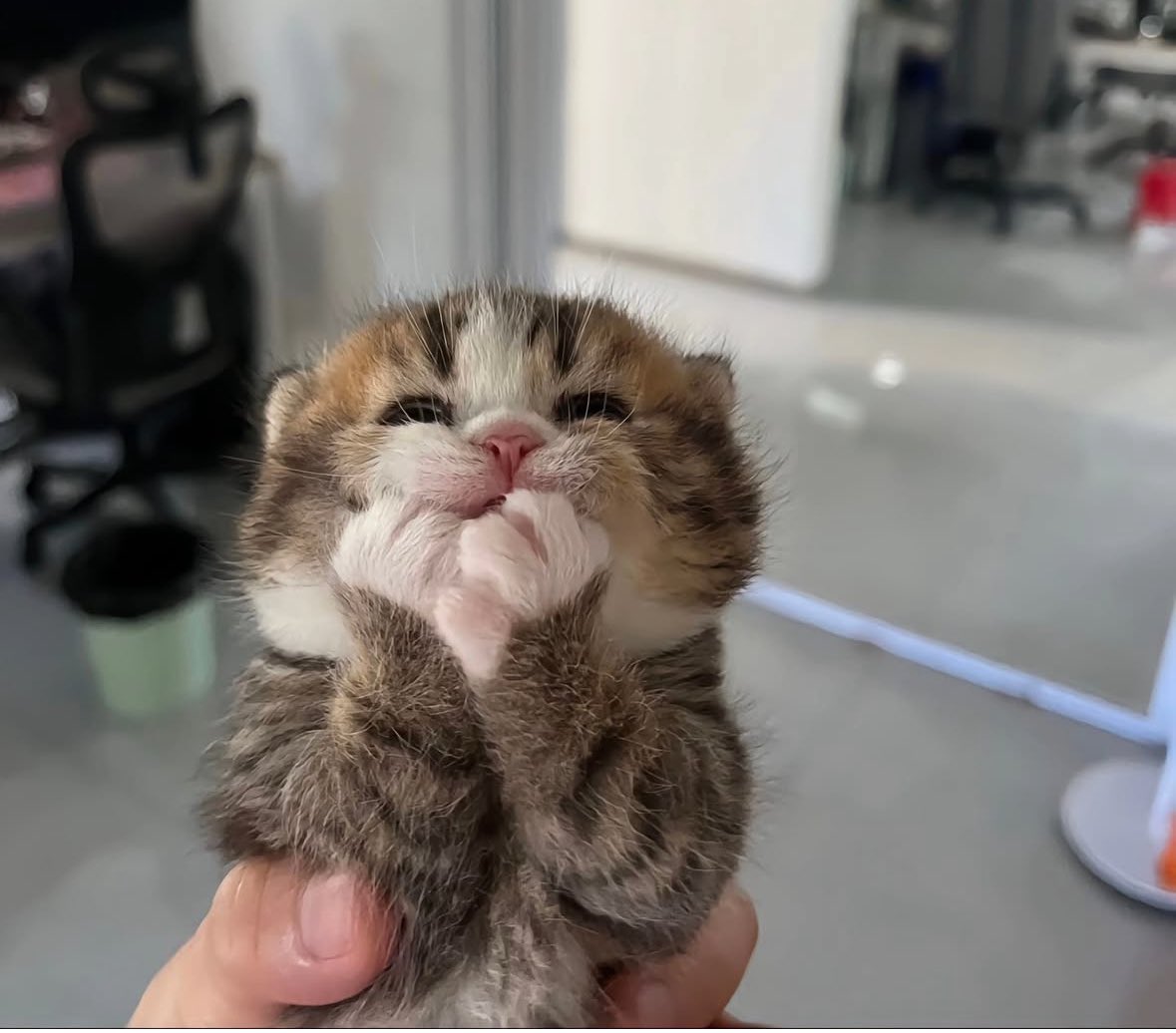 *giggles uncontrollably*