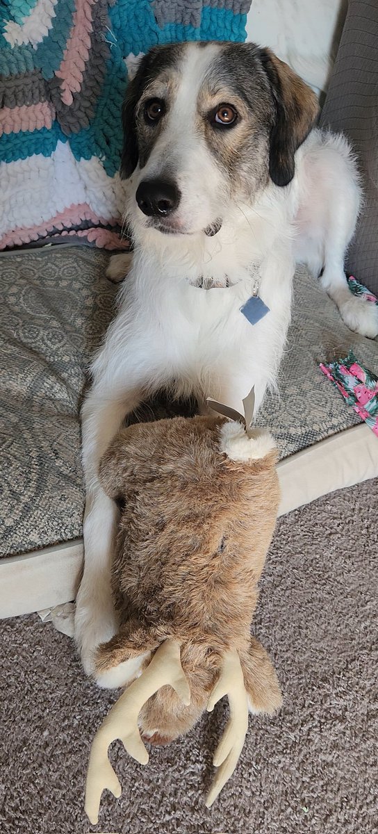 🦌 #Dogs #HappyThursday