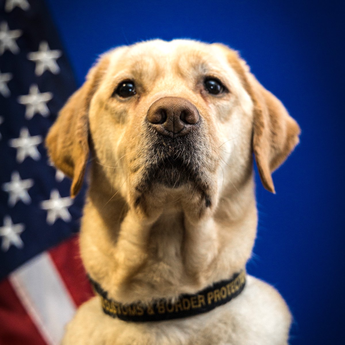 DFOBaltimore's tweet photo. Happy retirement to K9 Cato! After 5 years of dedicated service detecting currency & firearms, this loyal Lab has earned his rest! #ThankYouCato #CBPK9 #WorkingDogLife #OFOProud https://t.co/zIu5rc1zOZ
