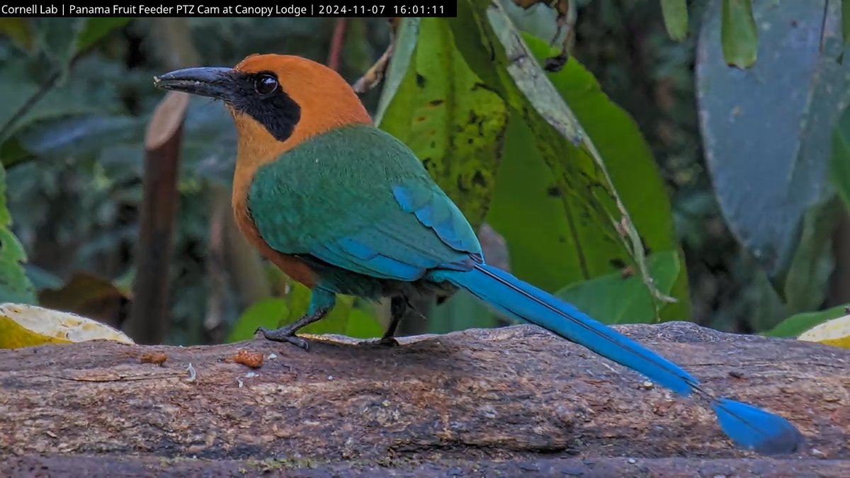 PanamaFruitFeederCam tweet media