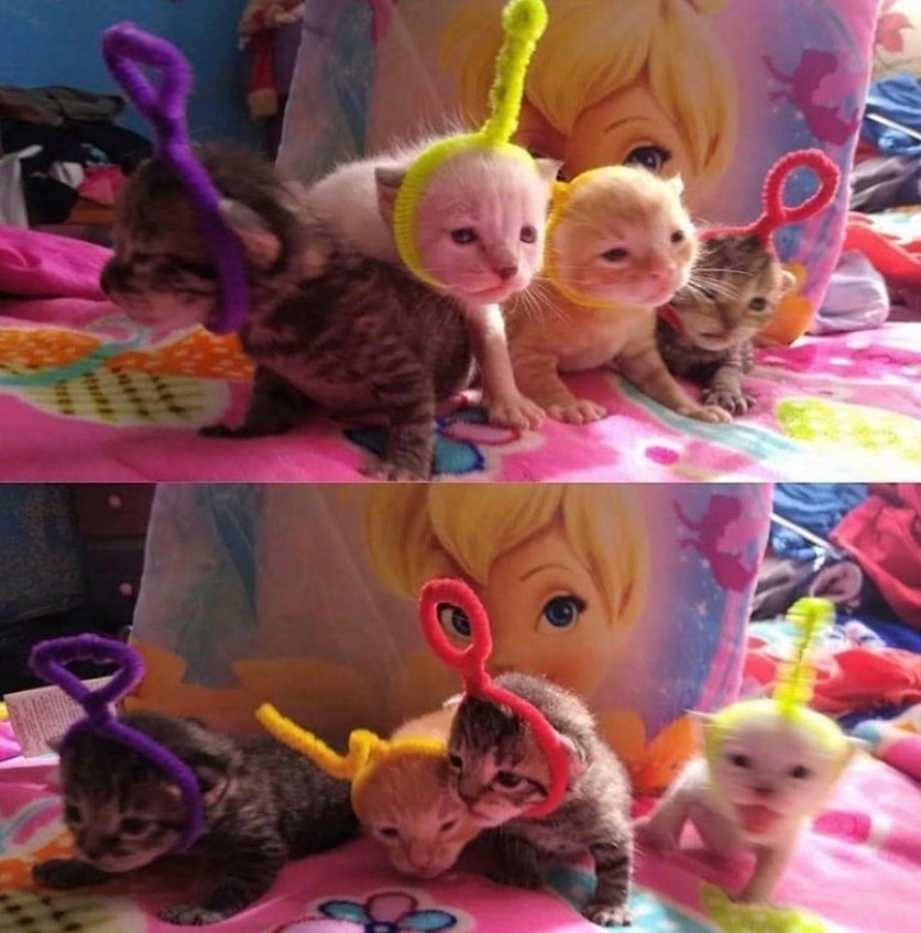 Punch Cat (@punchingcat) on Twitter photo 