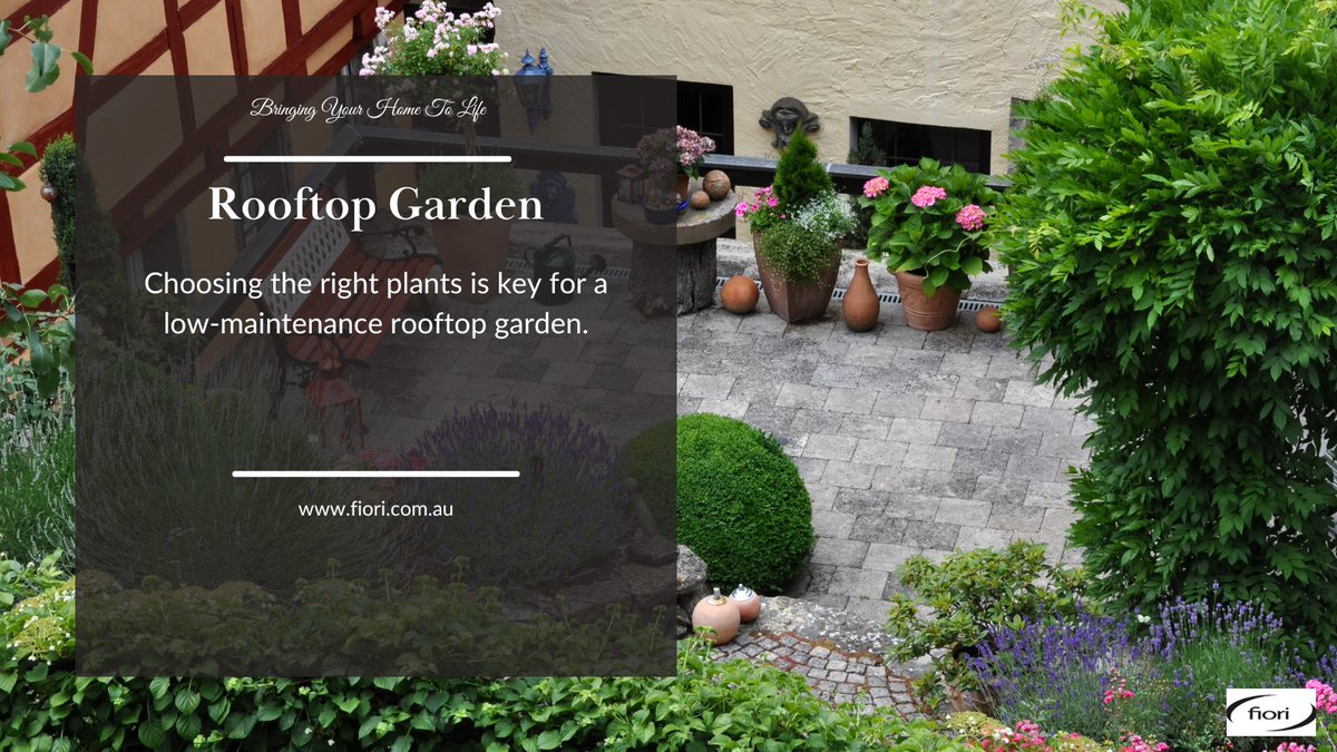 Fiori_aus's tweet image. Choosing the right plants is key for a low-maintenance rooftop garden.
Opt for drought-resistant options like succulents, native wildflowers, and herbs like lavender. 
These hardy plants thrive with minimal care! 🌞🌿 
#UrbanGardening #LowMaintenance