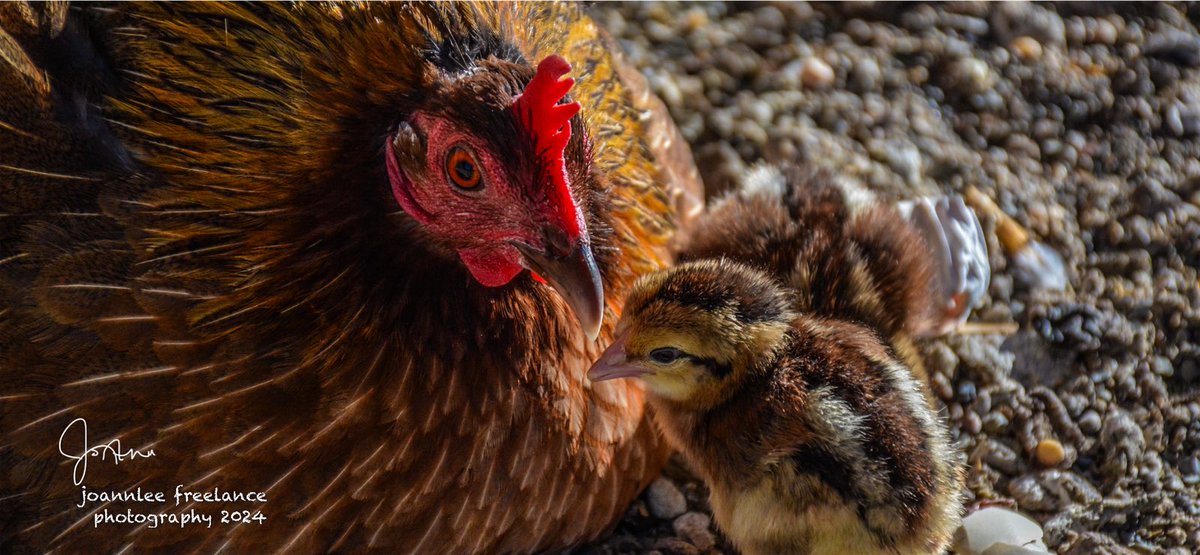 A mothers love #Chickens #Nature #thursdayvibe