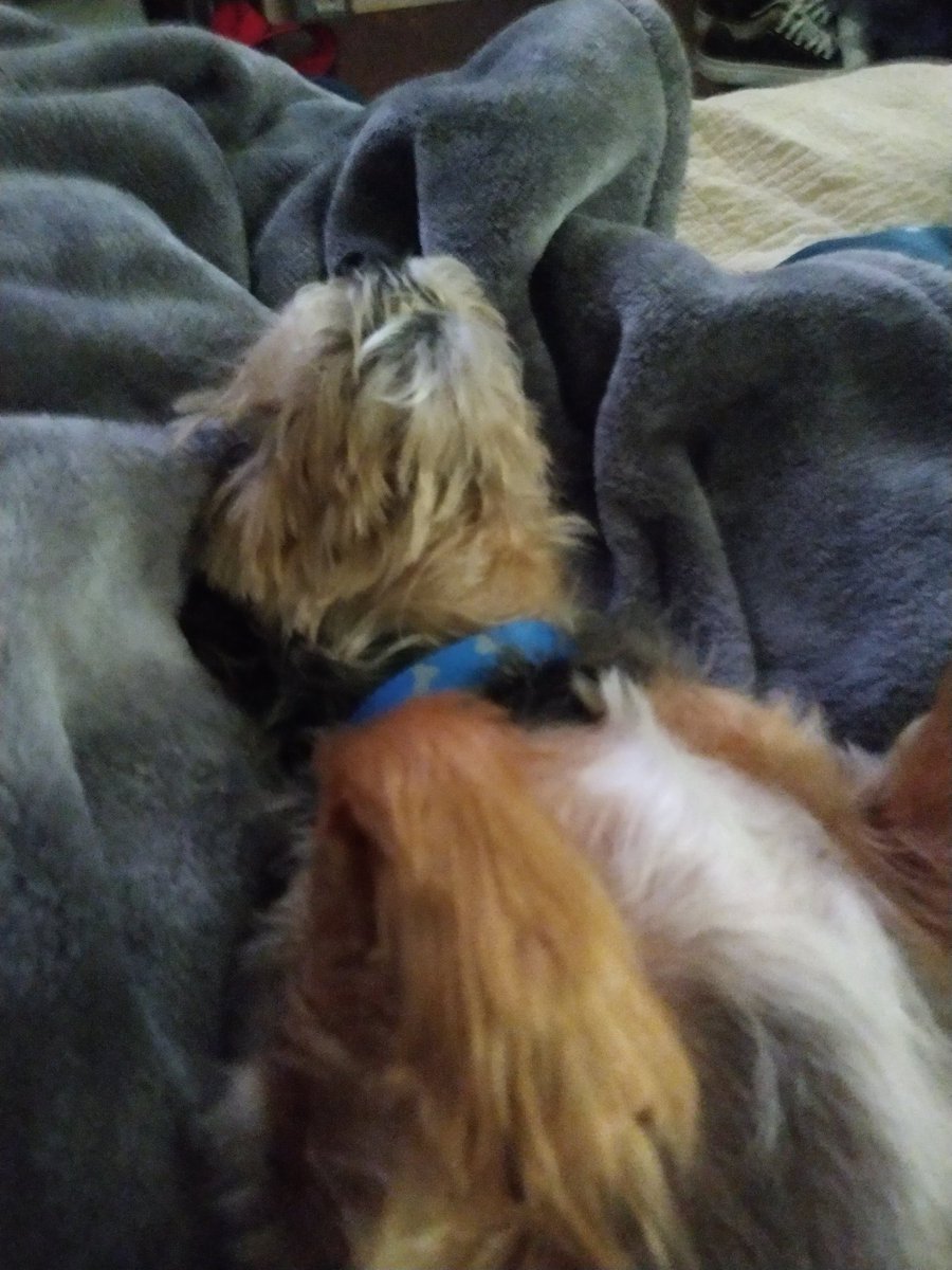 KLittleman33's tweet photo. I'm not sleeping, you're sleeping 😴 

How to relax and make your moms jealous 😂🤭🤭😴🩵🐾
#ThrowbackThursday
#anipals #goodsleeper https://t.co/G3ftxYdAxc