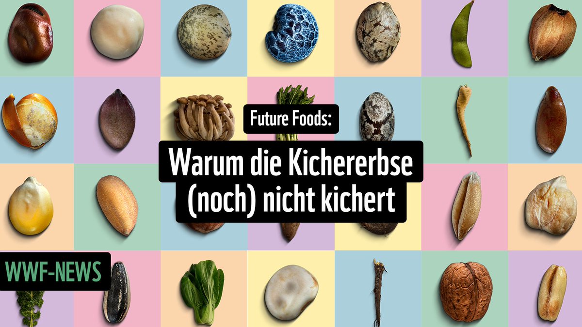 WWF_Schweiz's tweet image. Nachhaltig. Fein. Gesund. Mit unseren Partnern #LidlSchweiz &amp;amp; @Migros stellen wir die 30 Lebensmittel der Zukunft vor.

Die #FutureFoods. Federkohl &amp;amp; Co. sind wichtig im Kampf gegen die Klimakrise. Doch sie fristen bei uns ein Schattendasein. Zu unrecht. 

ow.ly/23RA50U2pSK