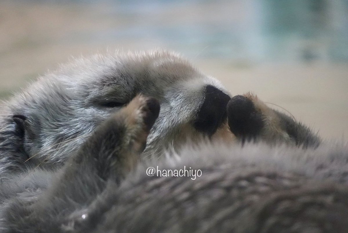 はなちよ tweet media