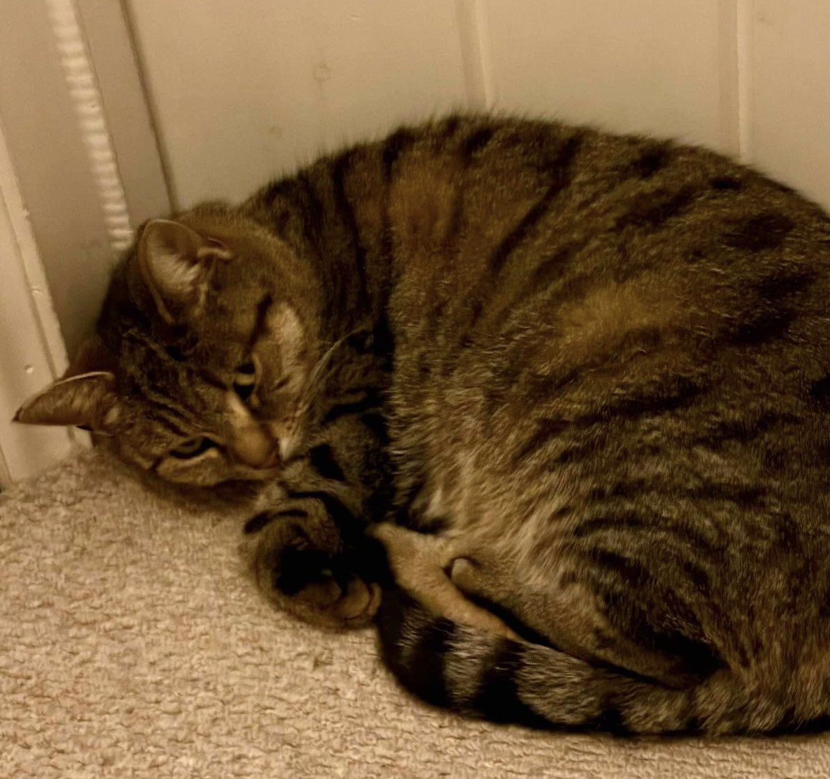 Chiltern CP (@cpchiltern) on Twitter photo Rosie, a beautiful brown tabby, has been missing from Whiteleaf in #PrincesRisborough for 2 weeks. 🙏 look out for her if you live in the area & PM us or email welfare@chiltern.cats.org.uk if you see her. Thank you #CatsOfTwitter #CatsOX #MissingCatsUK Rosie, a beautiful brown tabby, has been missing from Whiteleaf in #PrincesRisborough for 2 weeks. 🙏 look out for her if you live in the area & PM us or email welfare@chiltern.cats.org.uk if you see her. Thank you #CatsOfTwitter #CatsOX #MissingCatsUK