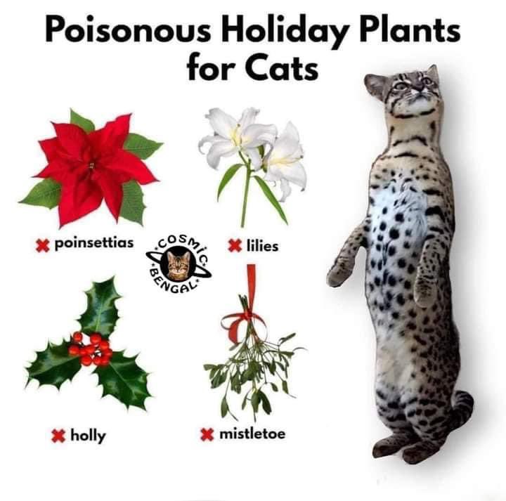 Please RT ❤️🐈🐈‍⬛ #cats #nipclub #cat #CatsLover