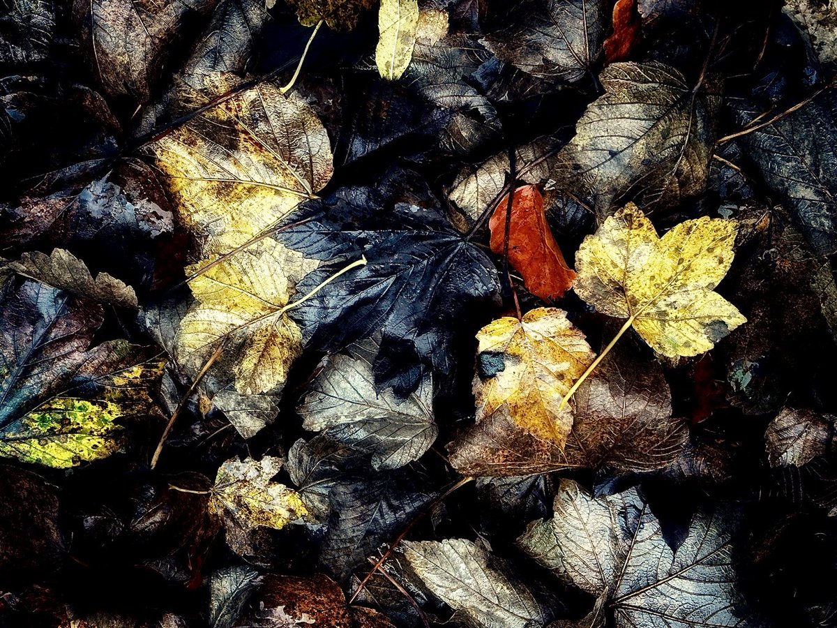 valeriedalling's tweet photo. Well what a mizzly day it’s been…Wet Leaves 2022 #PeakDistrict #health #wellbeing #sunshineplease https://t.co/yb2Kp5VO3r