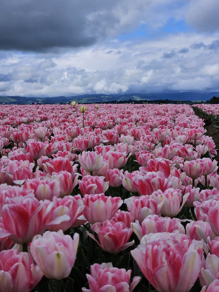 n0b0nesday's tweet photo. It's a beauty toolip day in  🇳🇿🌷 https://t.co/dyvHeHLsnL