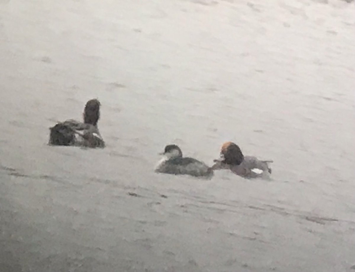 A gloomy late afternoon visit to Ripple Pits today was enlivened by a Black necked Grebe loafing with the Wigeon flock plus a drake Red crested Pochard ⁦@WorcsBirding⁩