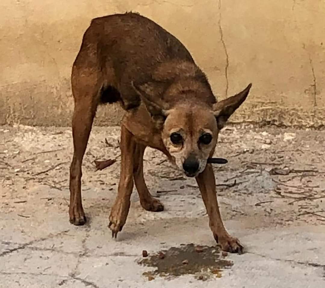 AsociacionADAT's tweet photo. ¿ ALGUIEN LA #RECONOCE O LA BUSCA ?
#ENCONTRADA PERRITA EN #TORRENT, #VALENCIA, ZONA EL VEDAT. LLEVA UN COLLAR BASTANTE DESGASTADO.
A LA ESPERA DE COMPROBACIÓN DE CHIP.
ESTABA MUY ASUSTADA Y HAMBRIENTA.

Si es tu perrita perdida contacta por privado a través de esta... https://t.co/tp1x4NiXBS